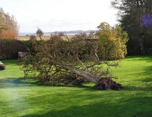 KATASTROFE Stormen Bodil væltede vores skønne pære-hængekøje-træ